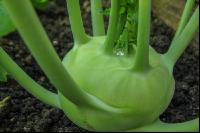Kohlrabi weiß 2