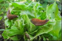 Wegschnecke 3