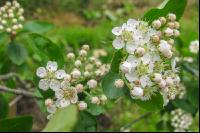 Aroniablüte