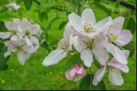 Apfel Blüte 18