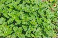 Oregano 7