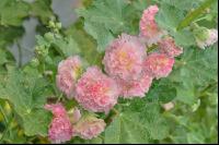 Stockrose 5