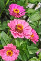 Zinnia 4