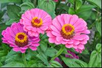 Zinnia 5