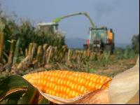 Corn silage harvest 3
