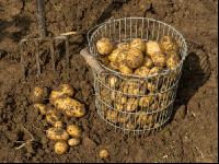 Kartoffelernte im Garten 14