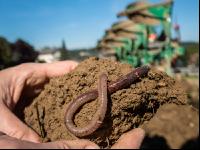 Earthworm and plough 1