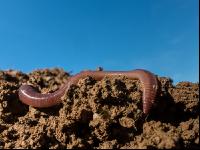 Earthworm 16