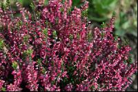 Calluna vulgaris 1