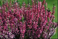 Calluna vulgaris 2