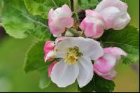 Apfel Blüte 19