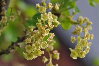 Ribisel Blüte 3