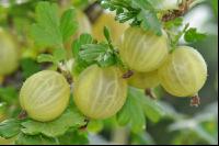 Stachelbeeren 11