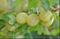 Stachelbeeren 10