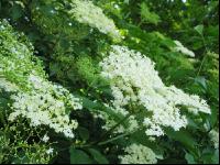 Holunder Blüte 9