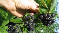 Aronia 1