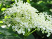 Holunder Blüte 14
