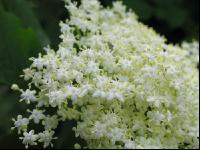 Holunder Blüte 15