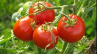 Tomate 11