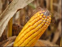 Mais Fusarium 2