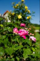 Rose 19