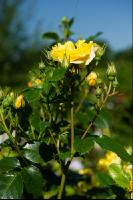 Rose 20