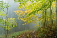Nebelstimmung Herbstwald 7