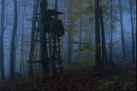 Nebelstimmung Herbstwald 6