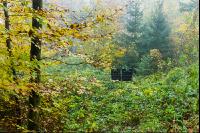 Nebelstimmung Herbstwald 5