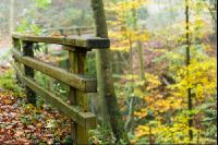 Nebelstimmung Herbstwald 4