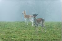 Damwild 7