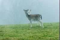 Damwild 5