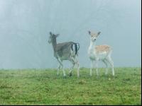 Damwild 4