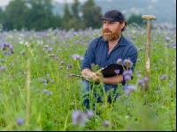 Phacelia Ölrettich Klee 6