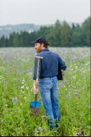 Phacelia Ölrettich Klee 2