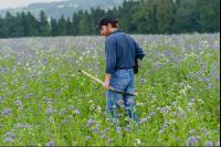 Phacelia Ölrettich Klee 1