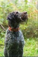 Jagdhund 14