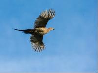 Fasanhenne im Flug 2