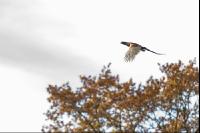 Fasan im Flug