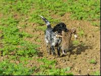 Jagdhund mit Feldhase 2