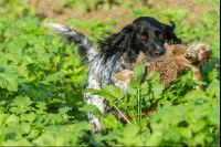Jagdhund mit Feldhase 1