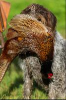 Jagdhund mit Fasan 2