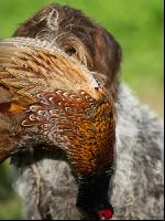 Jagdhund mit Fasan 1