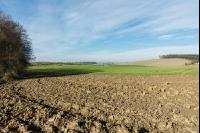 Treibjagd auf Feldern 5