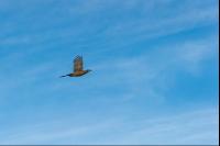 Fasanhenne im Flug 1
