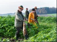Treibjagd in Senfkultur 1