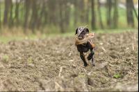 Jagdhund mit Ente 2