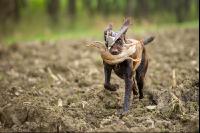 Jagdhund mit Ente 1