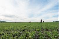 Treibjagd auf Feldern 3