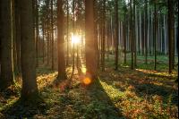 Sonnenuntergang Fichtenwald